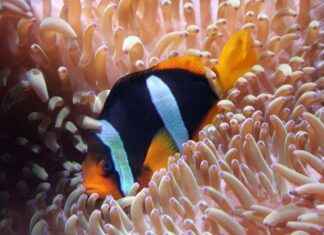 How to Lower Nitrite Levels in a Fish Tank: Best Practices How to Lower Nitrite Levels in a Fish Tank: Best Practices