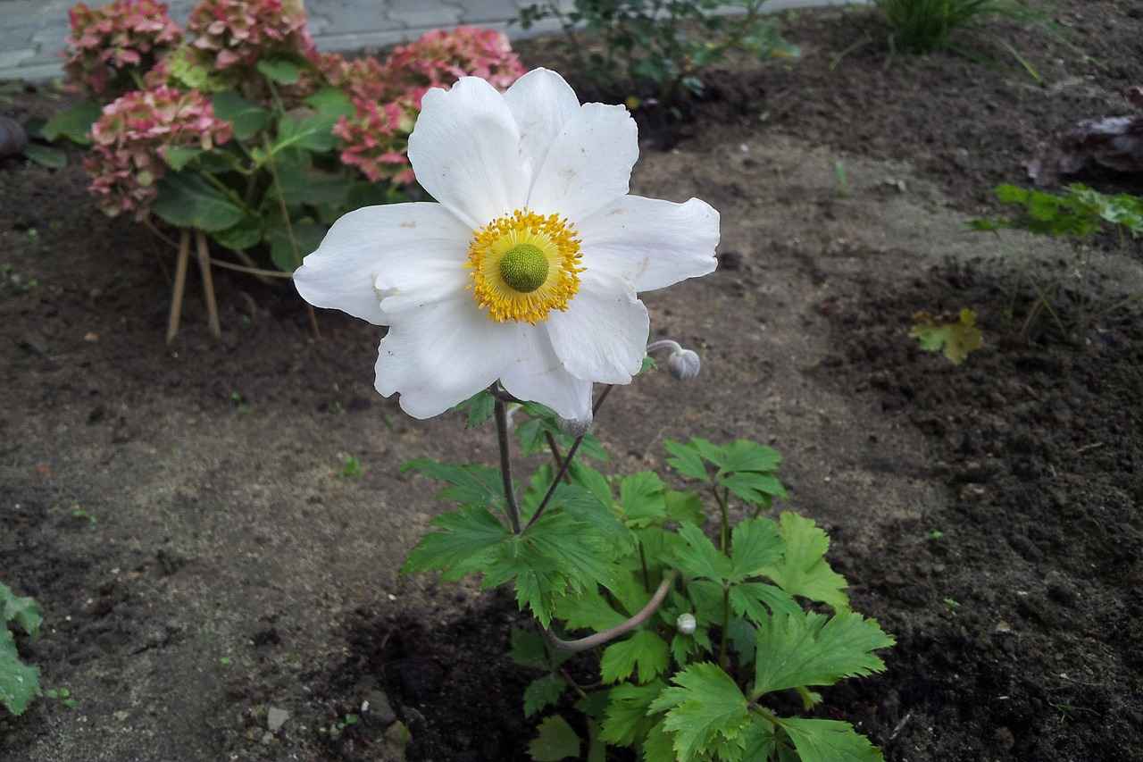 How Often Do You Need to Renew Your Cosmetology License?