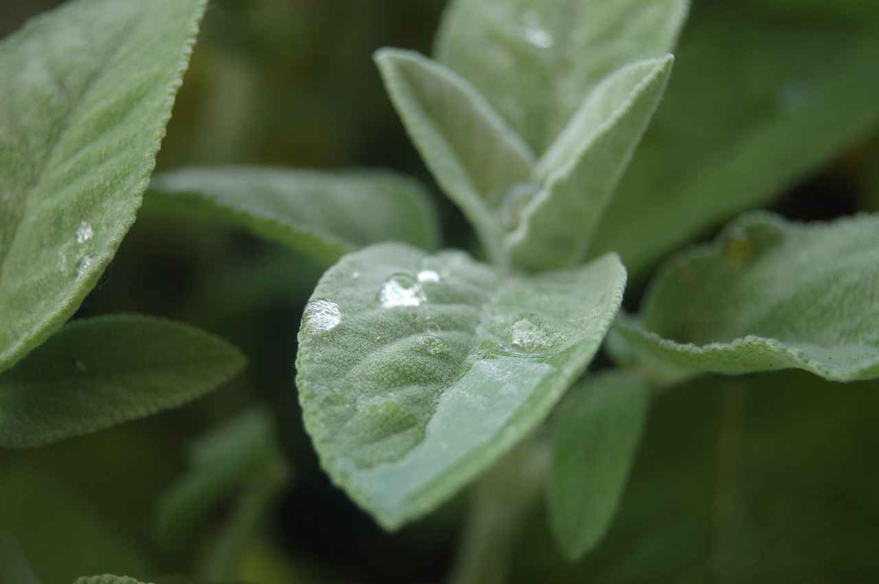 What are the Benefits of Using Sage Smudge Sticks?