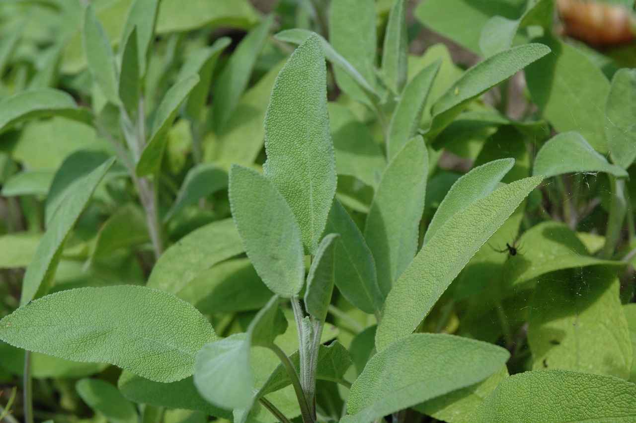 Why Use Sage for Cleansing?