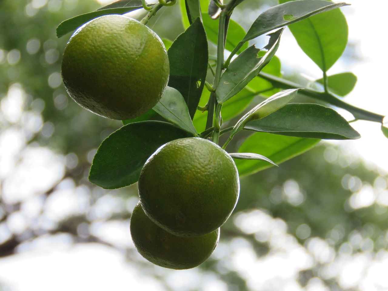 Potential Side Effects of Lemon Balm