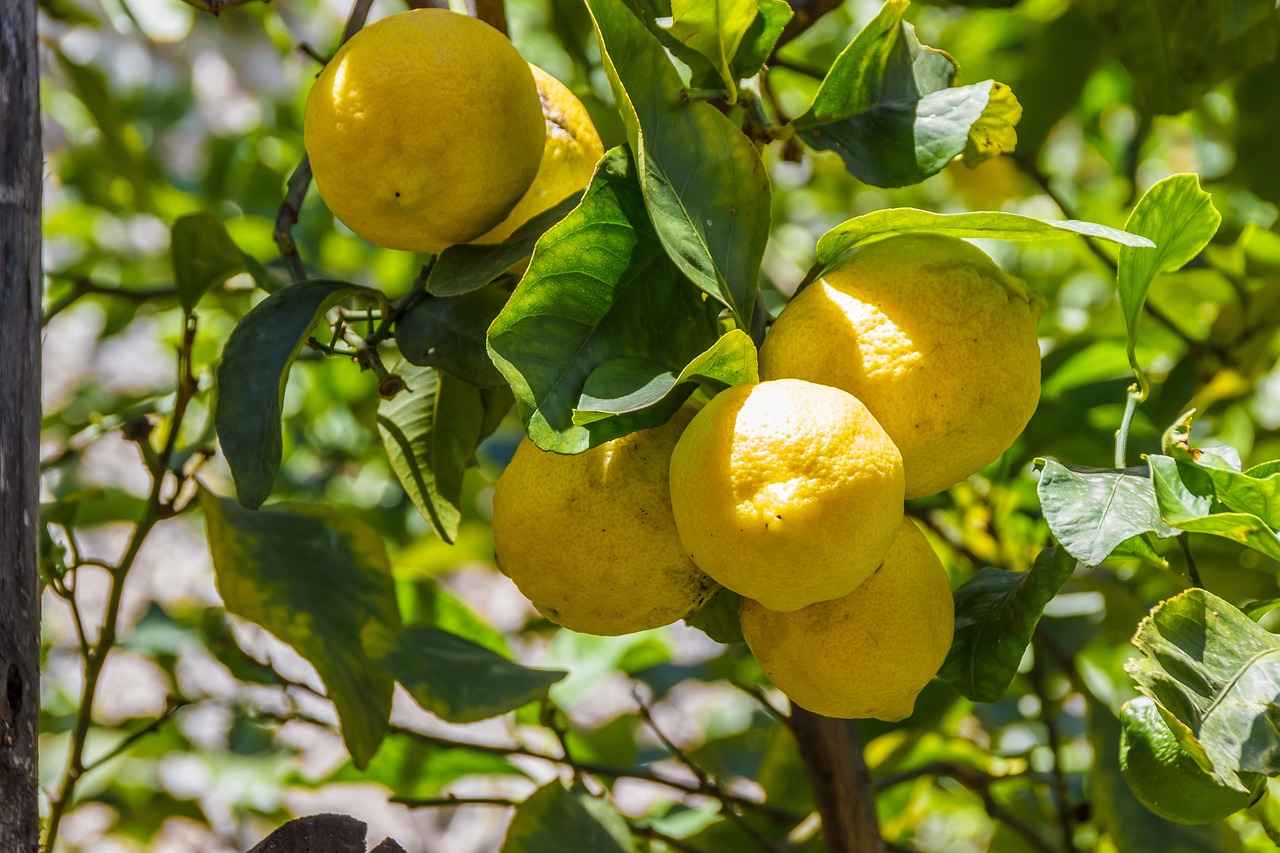What is Lemon Balm and How Does it Aid Weight Loss?