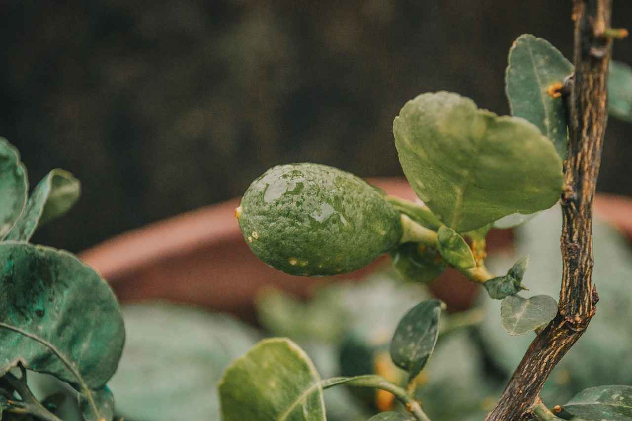 How to Prepare Lemon Balm Tea for Weight Loss
