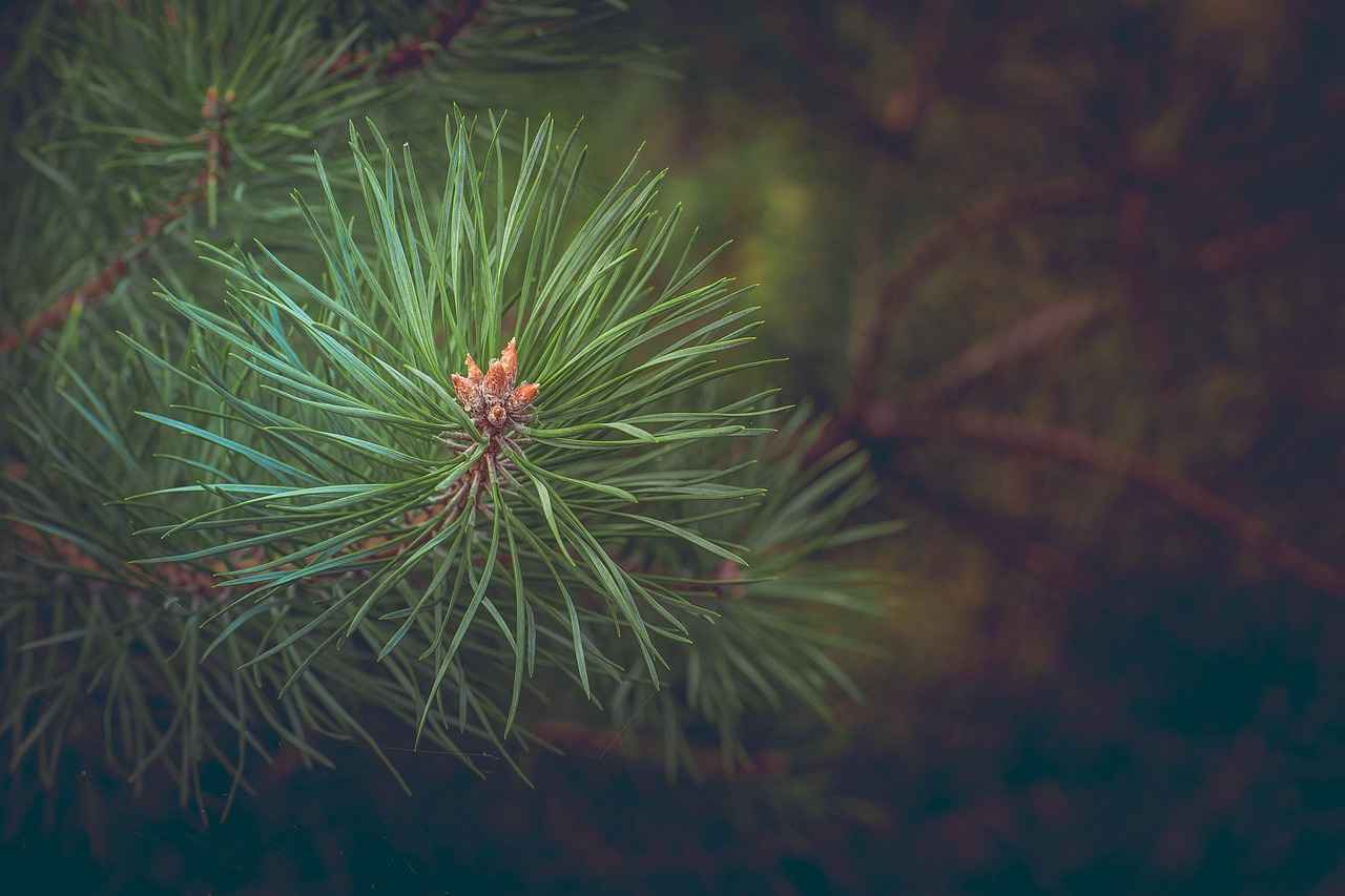 Why Choose Pine for Flooring?