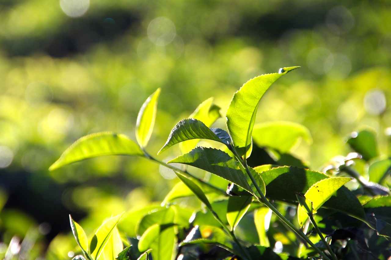 What Are the Best Types of Tea for Flavor?