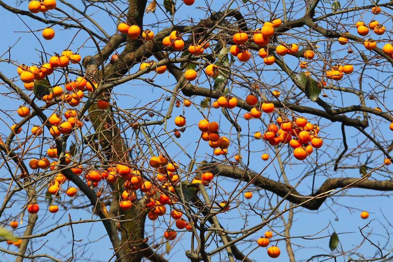 How to Plant Persimmon Seeds: Tips for Growing Your Own Fruit Tree 1 Why Choose Persimmon Seeds for Planting?