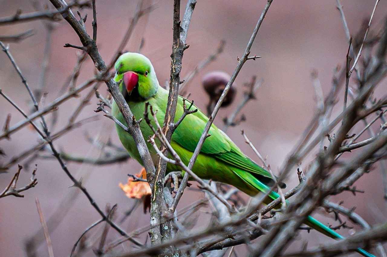 How to Plant Persimmon Seeds: Tips for Growing Your Own Fruit Tree 4 When Is the Best Time to Plant Persimmon Seeds?
