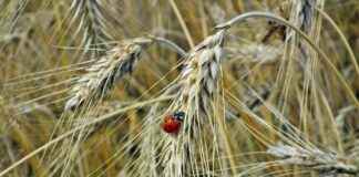 How to Plant Weed Clones: A Comprehensive Guide for Success How to Plant Weed Clones: A Comprehensive Guide for Success