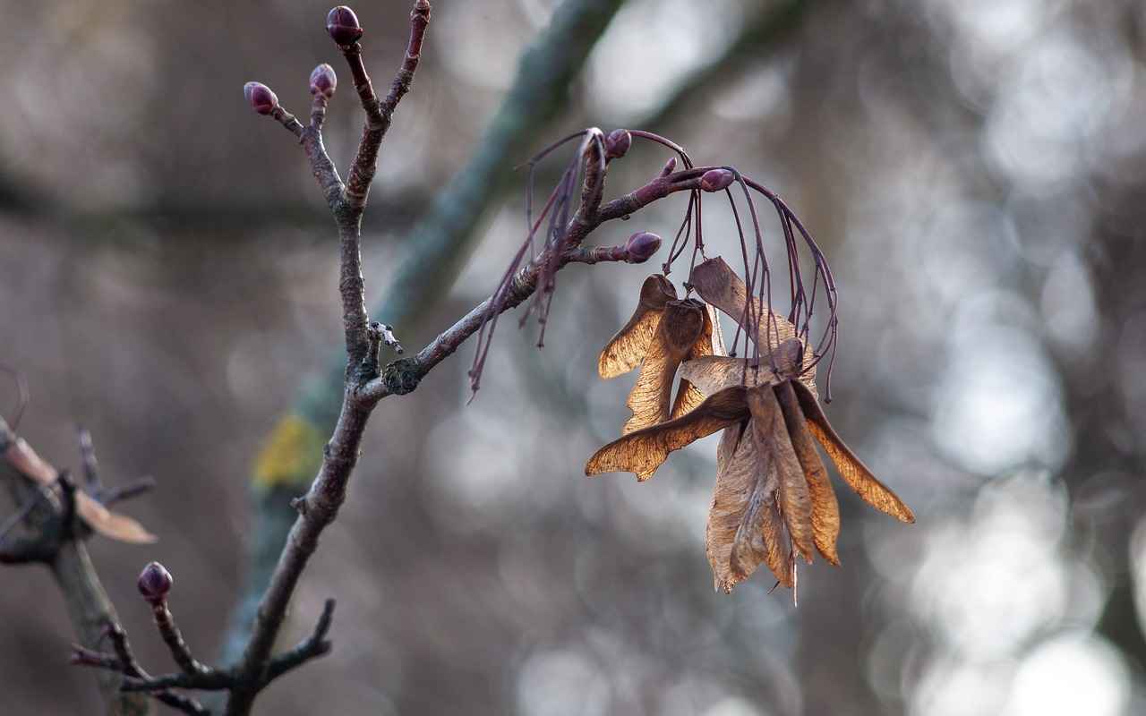 How to Plant Weed Clones: A Comprehensive Guide for Success 5 Creating the Ideal Environment for Clones