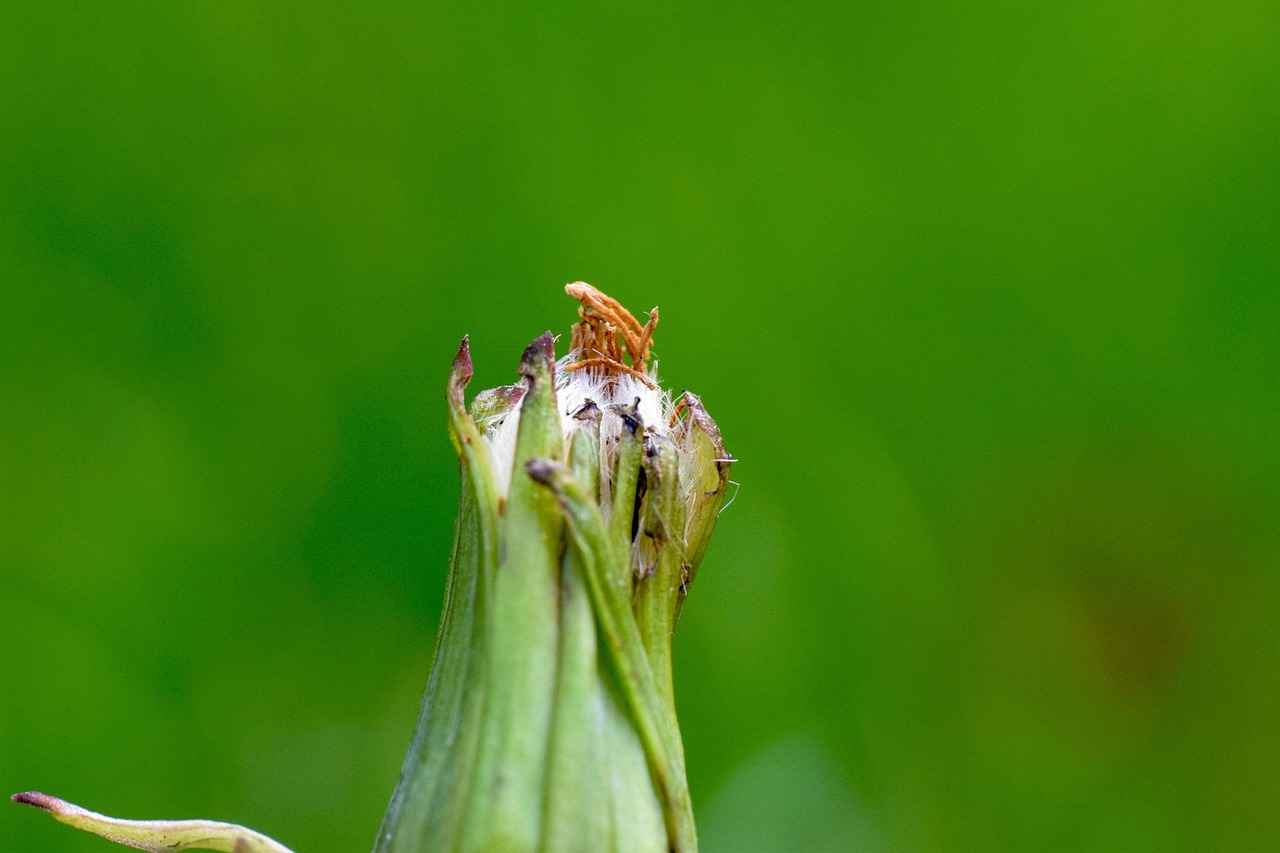 How to Plant Weed Clones: A Comprehensive Guide for Success 7 Transplanting Your Clones