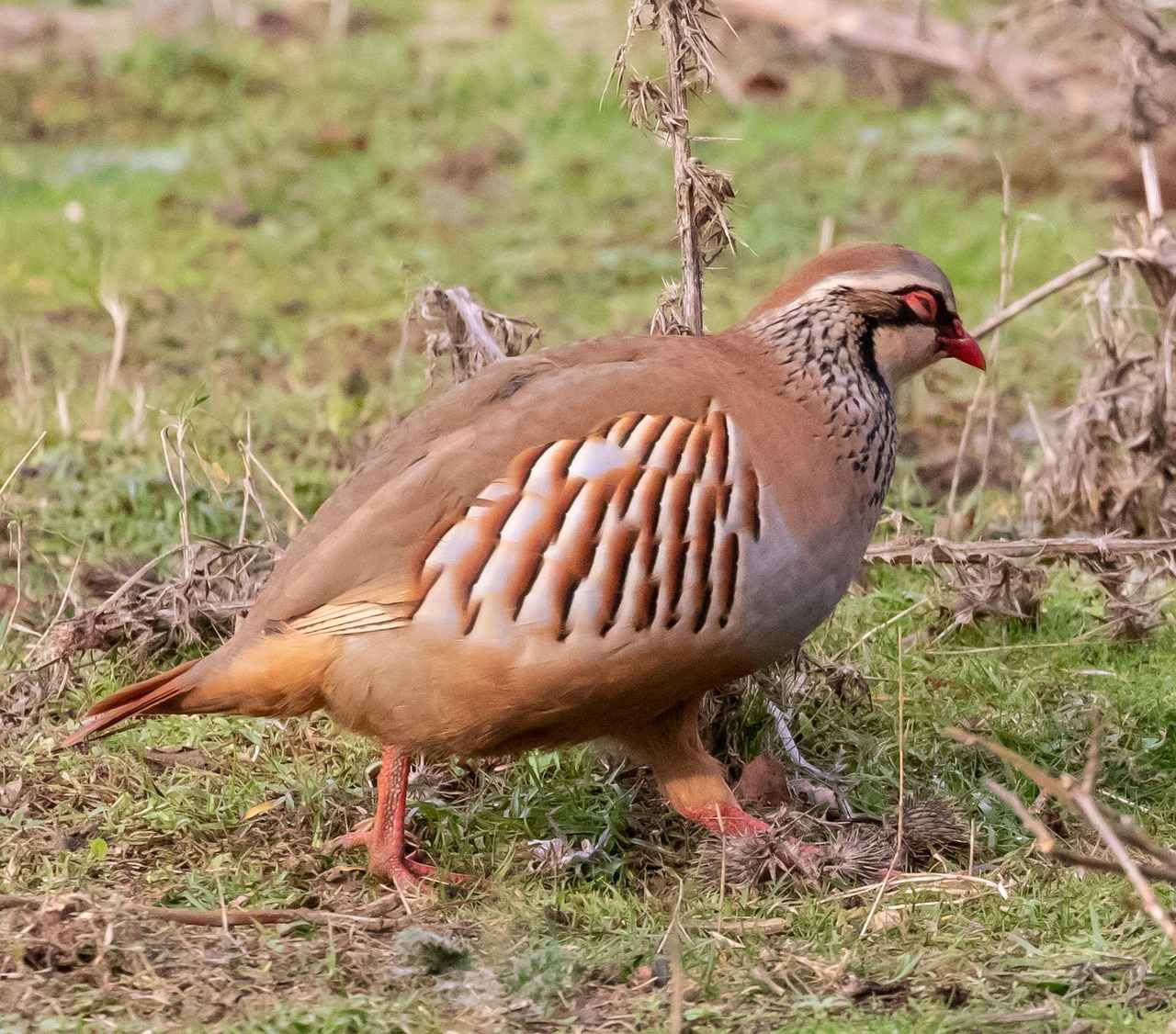 How to Play Watashi No Loli: A Beginner’s Guide to Mastering the Game 1 Understanding the Basics of Watashi No Loli