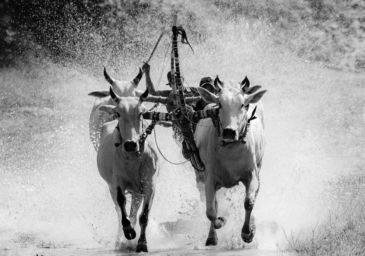 How to Play Watashi No Loli: A Beginner’s Guide to Mastering the Game 5 Community and Online Resources