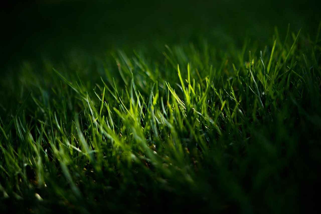 What Soil Amendments Can Enhance Lawn Growth?