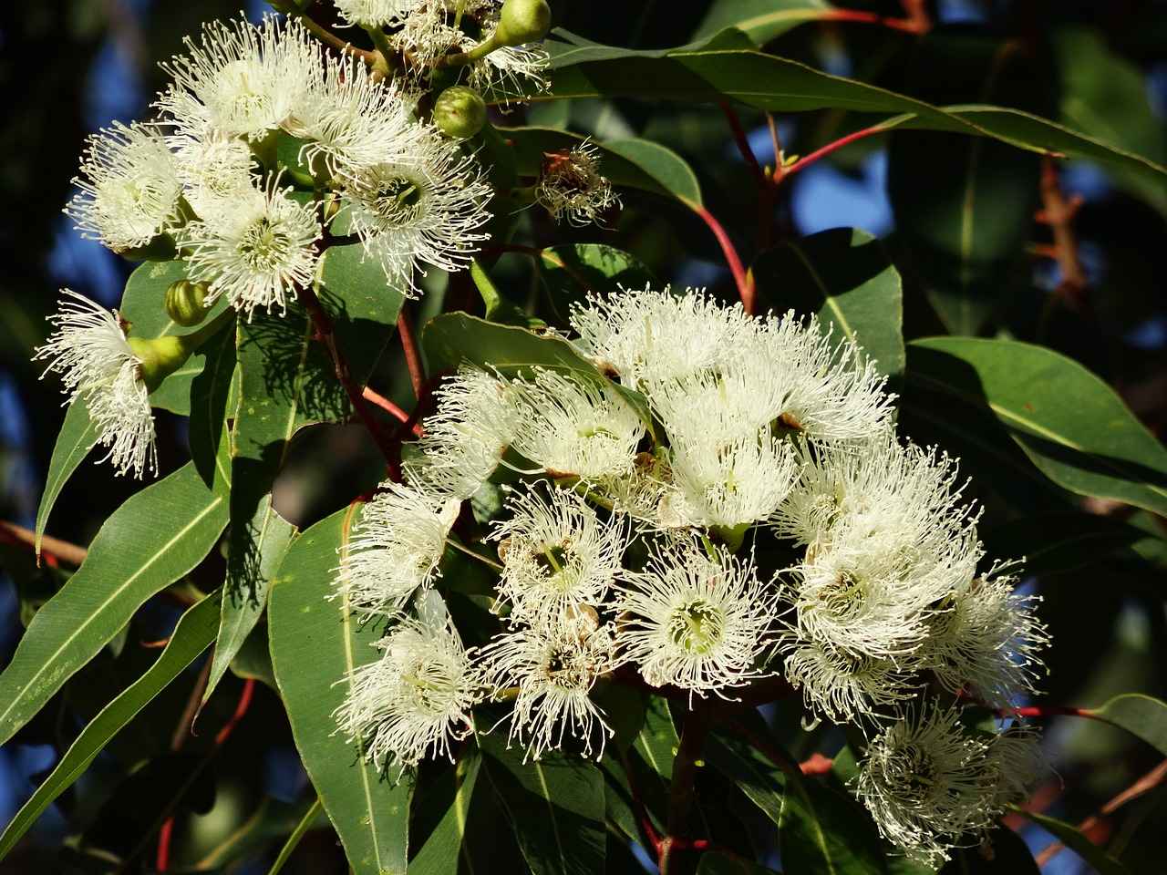 What is Eucalyptus Oil and How Does it Work?
