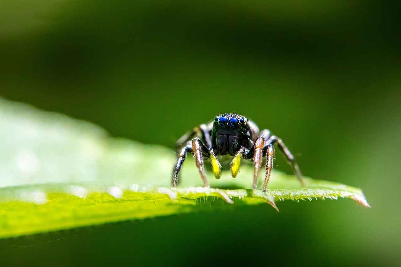 What Attracts Spiders to Your Car?