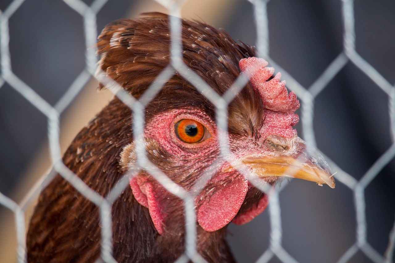 How to Choose the Right Chastity Cage?