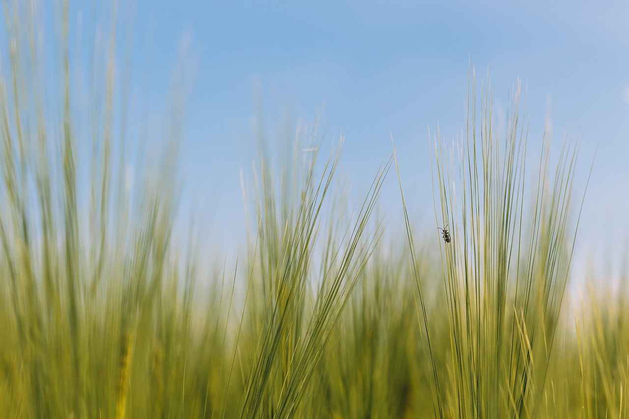 What Are the Common Symptoms of Ear Infections?