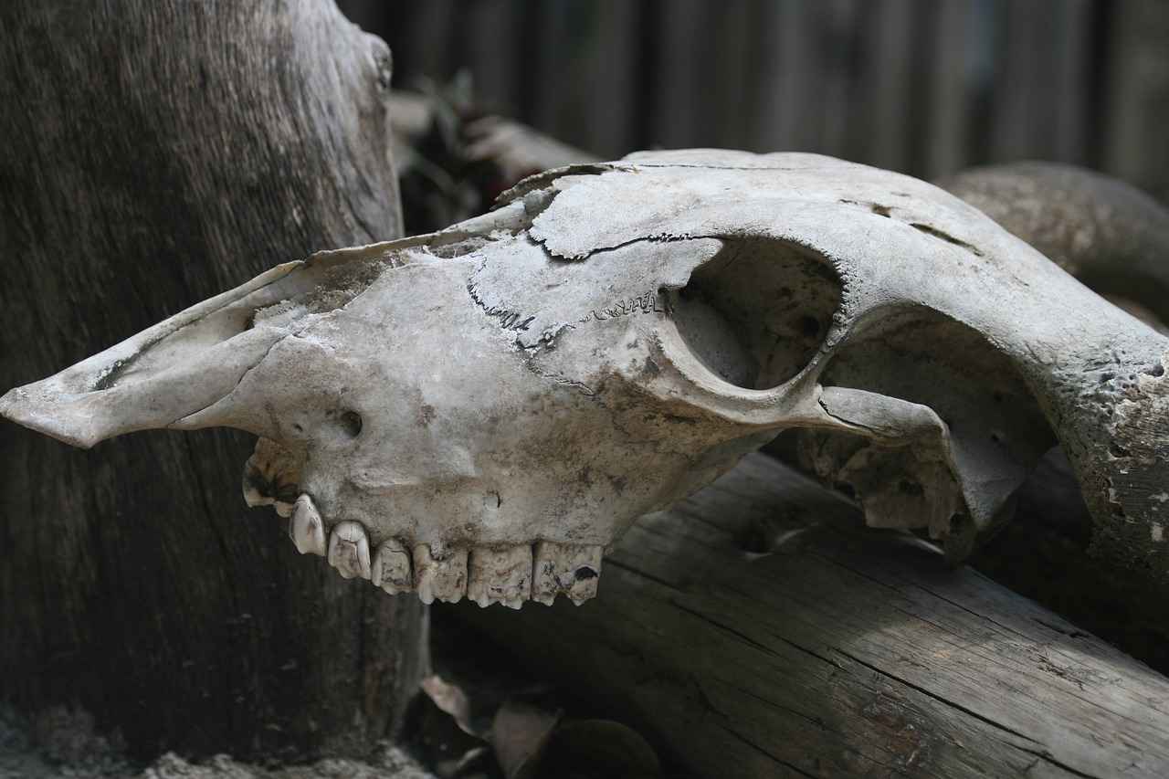 How to Remineralize Teeth Naturally: Tips for Stronger, Healthier Teeth 2 How Does Diet Impact Tooth Remineralization?