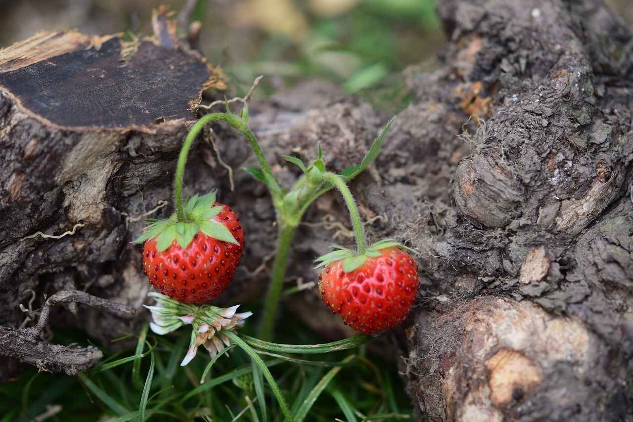 Tools You’ll Need for Removal