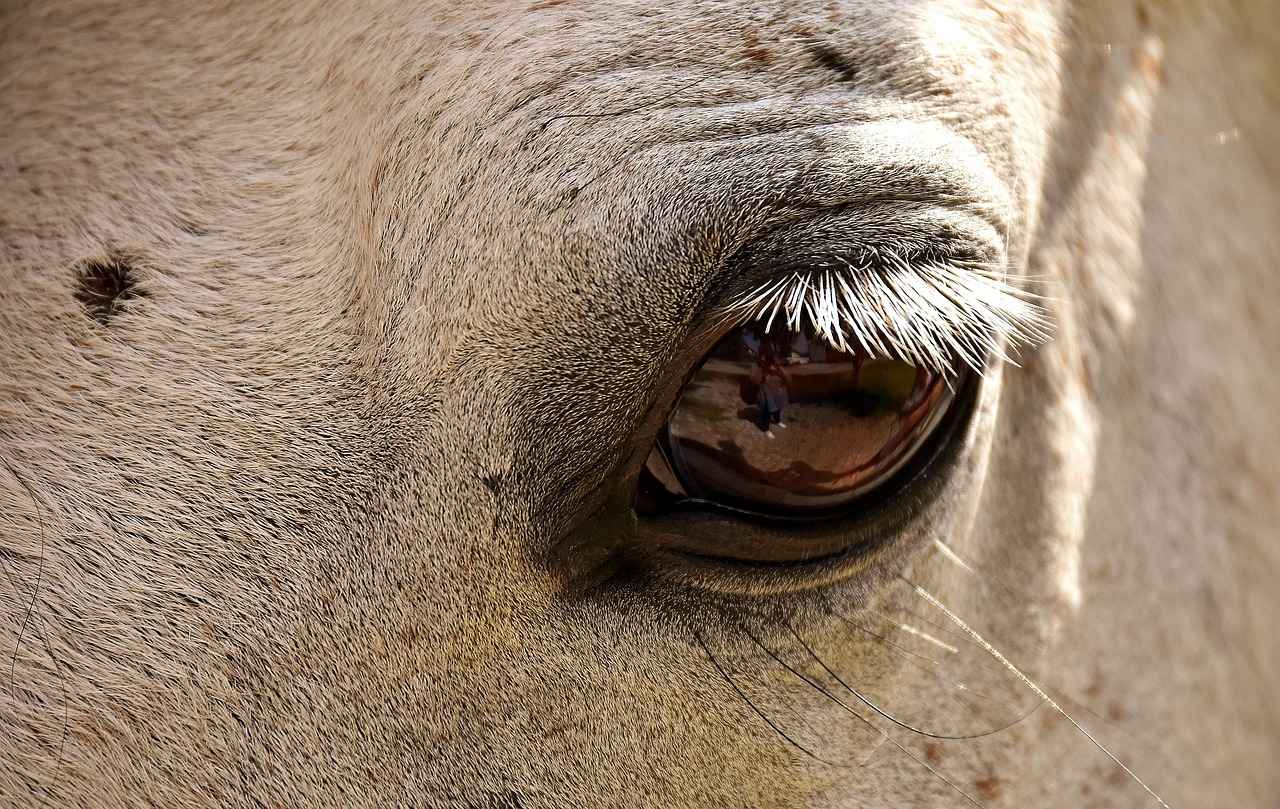 How to Prevent Mould from Returning?