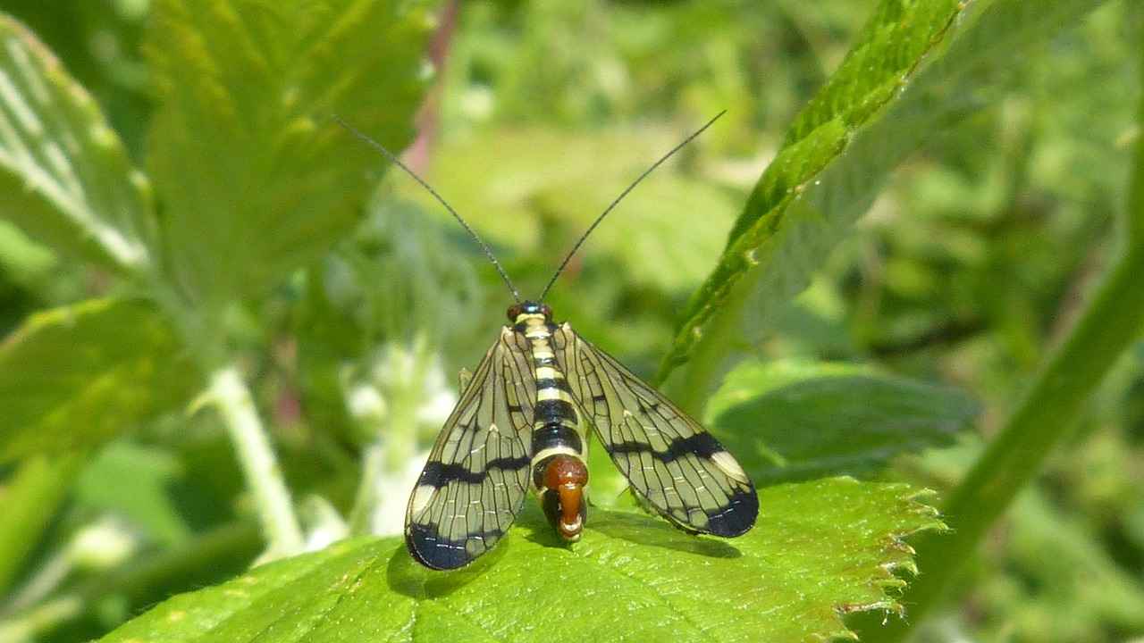 How to Use Scorpion Repellents Effectively?