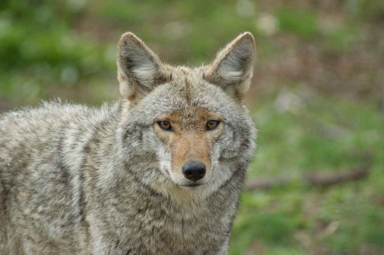 Why Are Coyotes Entering Urban Areas?