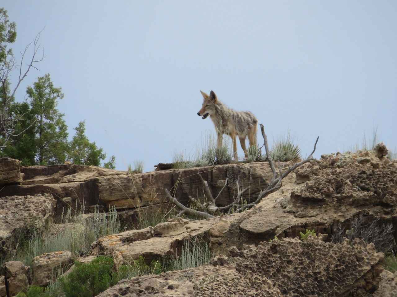 What Sounds and Noises Scare Coyotes Away?