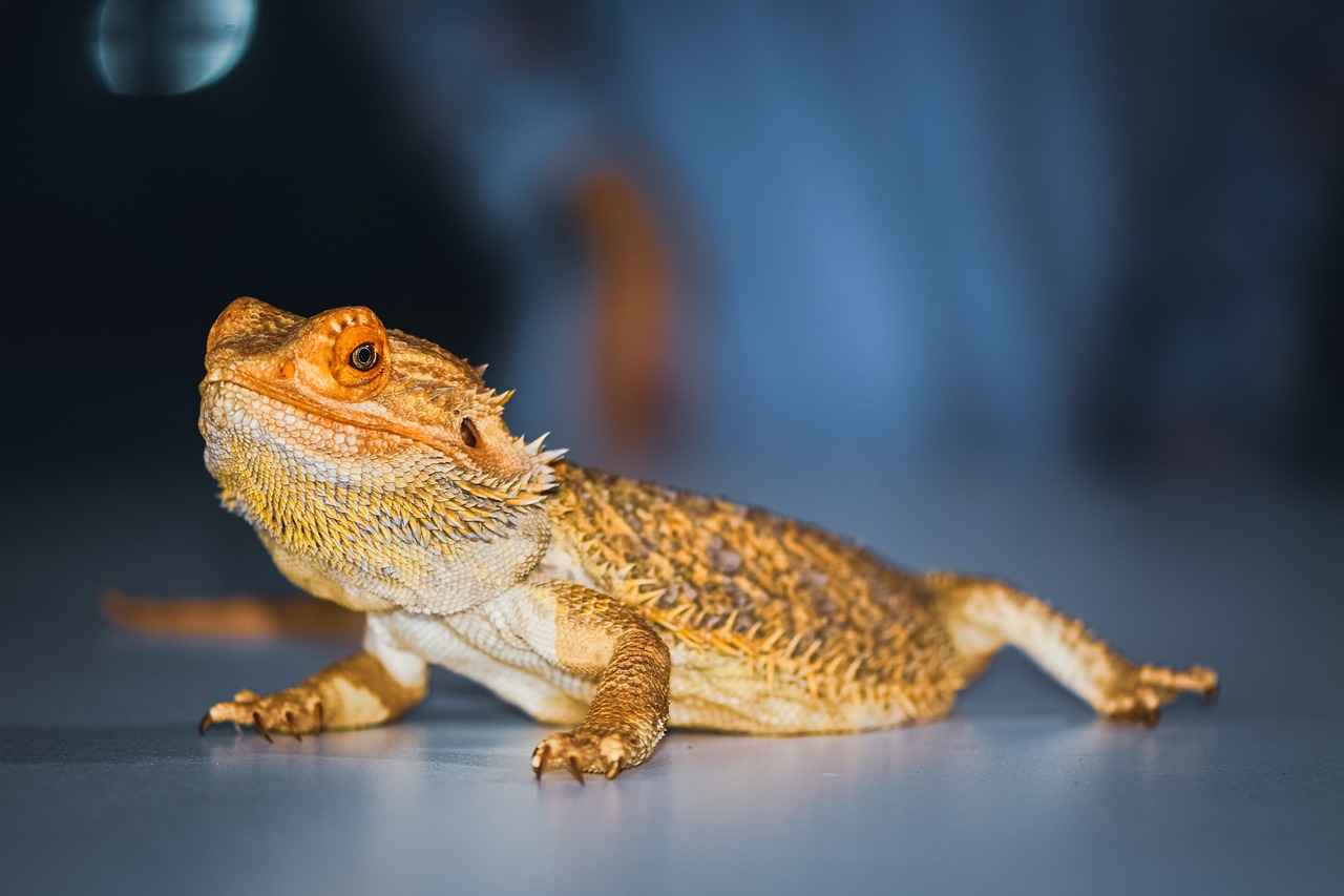 What Are the Common Challenges Faced by Terminally Ill Dragons?