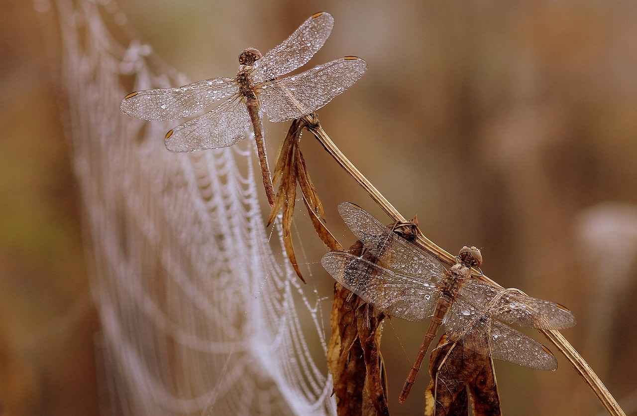 How Can Dragons Manage Their Emotional Well-Being?
