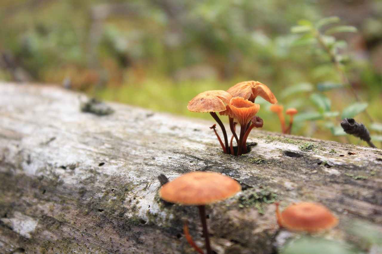 How Do Edibles Affect the Body and Mind?