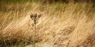 How to Tell If Weed Is Laced: Key Signs to Watch For How to Tell If Weed Is Laced: Key Signs to Watch For