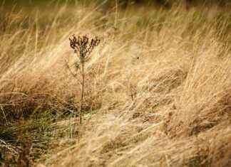 How to Tell If Weed Is Laced: Key Signs to Watch For How to Tell If Weed Is Laced: Key Signs to Watch For