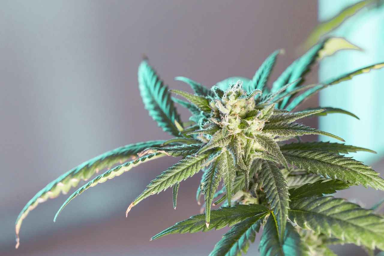 How to Tell If Weed Is Laced: Key Signs to Watch For 3 Extreme Anxiety or Paranoia