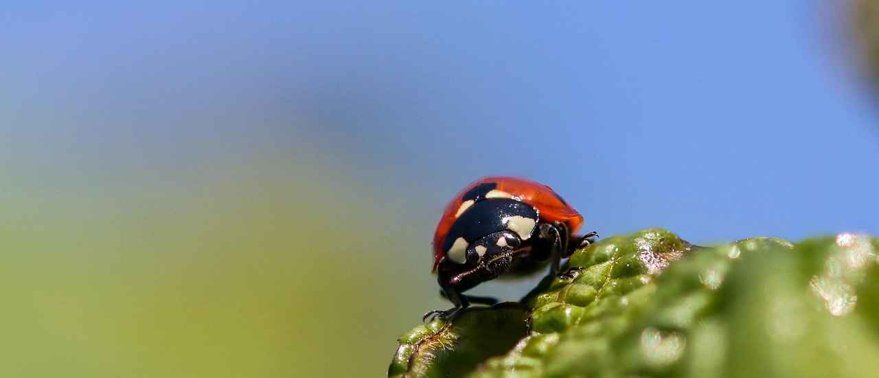 Common Symptoms of a Failing Throttle Position Sensor