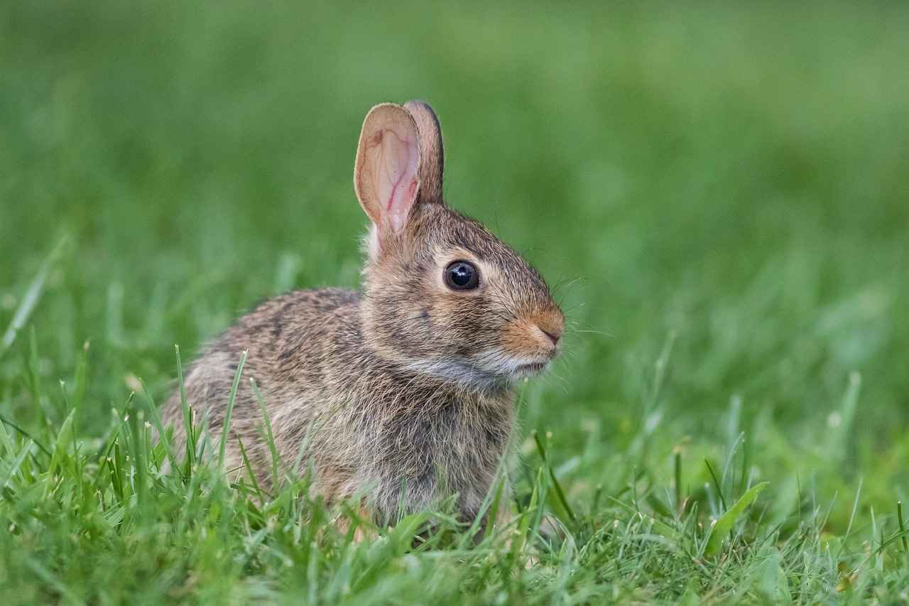 How to Use a Rabbit Vibrator: Enhance Your Experience 5 What Are the Benefits of Using a Rabbit Vibrator?