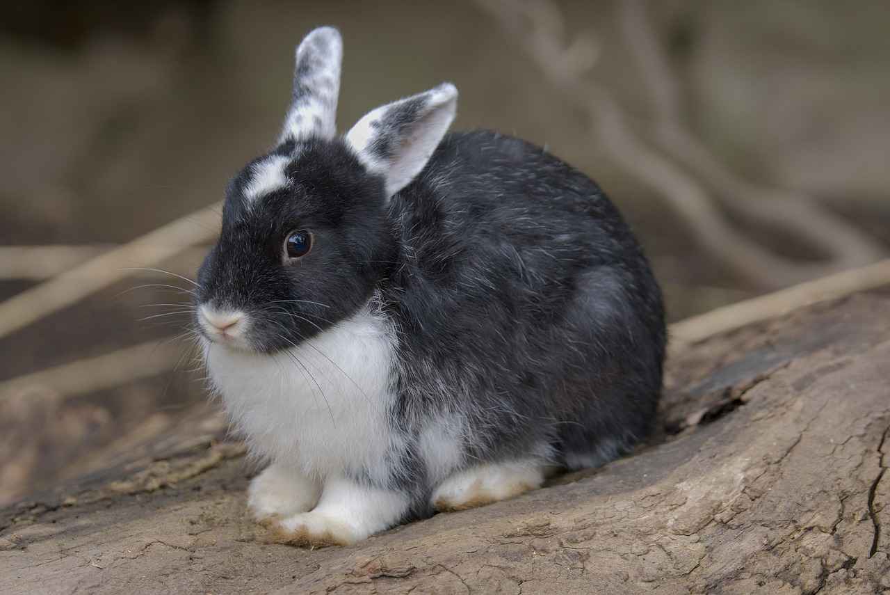 How to Use a Rabbit Vibrator: Enhance Your Experience 6 How to Care for Your Rabbit Vibrator?