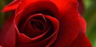 How to Use a Rose Toy for Pleasure: A Beginner’s Guide How to Use a Rose Toy for Pleasure: A Beginner’s Guide