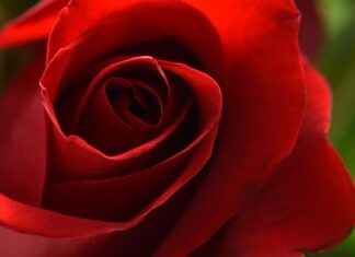 How to Use a Rose Toy for Pleasure: A Beginner’s Guide How to Use a Rose Toy for Pleasure: A Beginner’s Guide