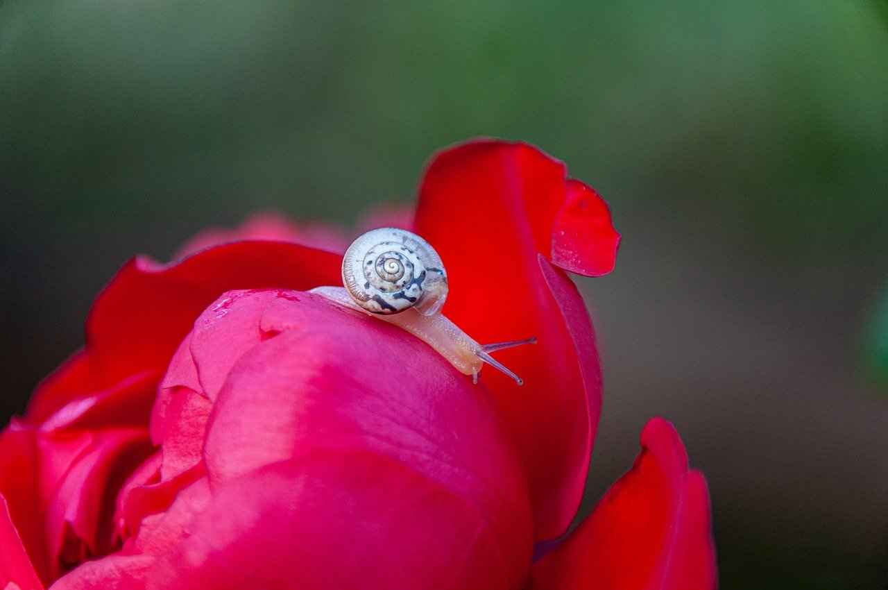 How to Use a Rose Toy Effectively