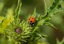 How to Use a Weed Grinder: Expert Tips for a Smooth Experience How to Use a Weed Grinder: Expert Tips for a Smooth Experience