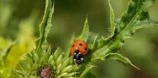 How to Use a Weed Grinder: Expert Tips for a Smooth Experience How to Use a Weed Grinder: Expert Tips for a Smooth Experience