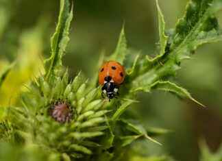 How to Use a Weed Grinder: Expert Tips for a Smooth Experience How to Use a Weed Grinder: Expert Tips for a Smooth Experience