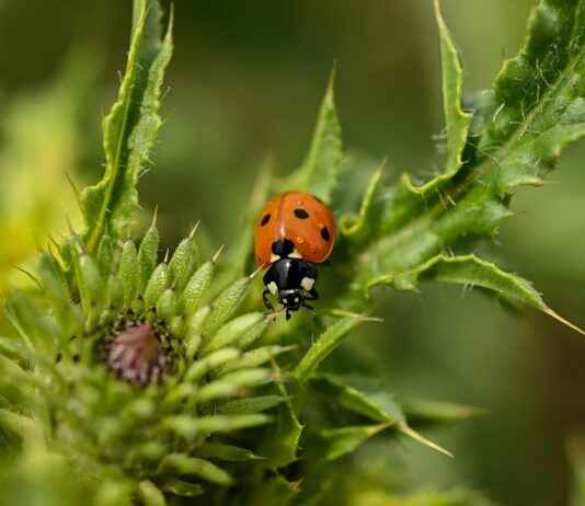 How to Use a Weed Grinder: Expert Tips for a Smooth Experience How to Use a Weed Grinder: Expert Tips for a Smooth Experience