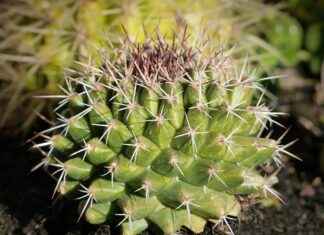 How to Use Geometry Dash API: Unlock New Possibilities How to Use Geometry Dash API: Unlock New Possibilities