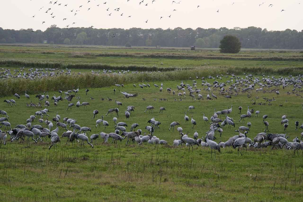 The Vandam Experience: How to Watch for Free Online 5 How to Watch The Vandam Experience on Mobile Devices?