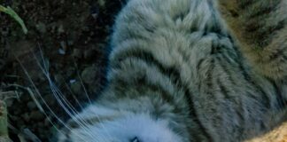 How To Cook Ground Turkey Perfectly: Expert Tips You Need