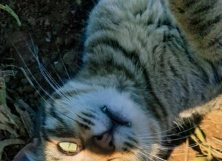 How To Cook Ground Turkey Perfectly: Expert Tips You Need